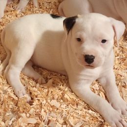 Puppy 6 purple - White and brindle male American Bulldog puppy in Christiansburg, Virginia from Iron Will American Bulldogs