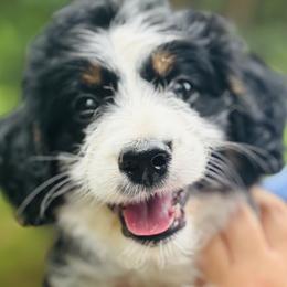 Aussiedoodles, Goldendoodles, and Labradoodles from Loyal Doodles