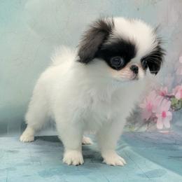 Girl 1 - White and black female Japanese Chin puppy in Kissimmee, Florida from kennel ASTRAGUS