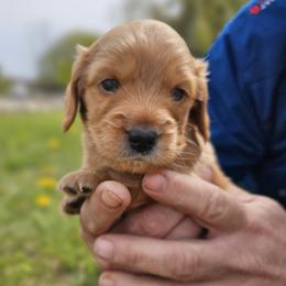 Reese - Red male Dachshund puppy in Six Lakes, Michigan from Tracey Warchuck