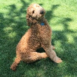 Bernedoodles, Goldendoodles, and Poodles from Scarlett Pups