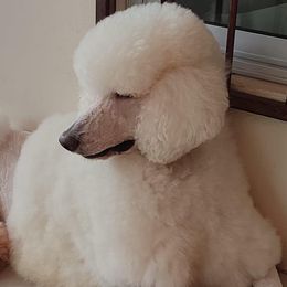 Hachiko - Poodle
