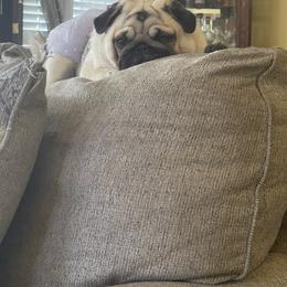 Bulldog and Pug Puppies from Love that bulldog lewter family