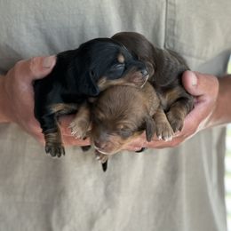 Dachshunds from Hoosier Doxies