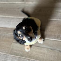 Dachshund All Grown Up from Sarah Linsenmeyer