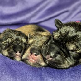 Miniature Schnauzer puppies from Halo Schnauzer