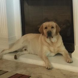 Xander - Labrador Retriever