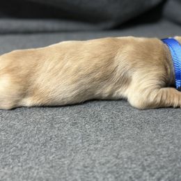 Blue Collar - Light golden male Golden Retriever puppy in Chesapeake, Virginia from AmberLight Goldens