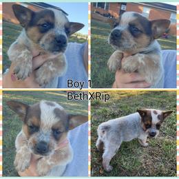 Boy 1 - Red speckled male Australian Cattle Dog puppy in Bradford, Arkansas from Cedar Rock Heelers and Kelpies