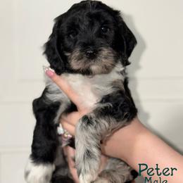Peter - Blue Merle - Merle male Australian Labradoodle puppy in Beecher, Illinois from Erica’s Doodles