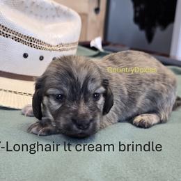 Cream brindle - Cream male Dachshund puppy in Cedar City, Utah from Country Doxies