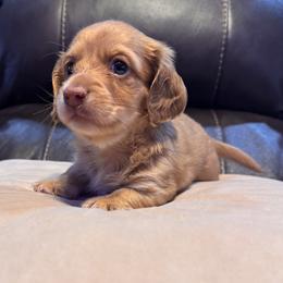 Cowboy - Red male Dachshund puppy in Abilene, Texas from DL Mini Dachshunds