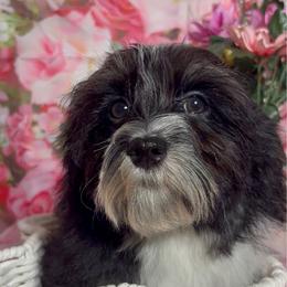Lucky - Black and white male Havanese puppy in Clermont, Florida from Country Sweet Havanese and Creative Coaching