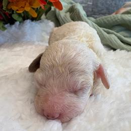 Noelle - Parti female Poodle puppy in Osseo, Michigan from Paws in the Country
