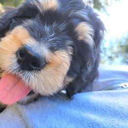 Bernedoodle and Bernese Mountain Dog Puppies from NW Bernedoodles of Washington