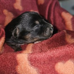 Elsa - Black and tan female Companion Cross puppy in Decatur, Illinois from We R Puppies