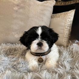 Shih Tzu Puppies from DESERT ROYAL SHIH TZU