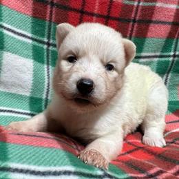AKC Diamond - White female Siberian Husky puppy in Centreville, Maryland from Huskies By the Bay