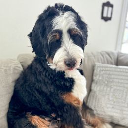 Bernedoodle, Goldendoodle, Poodle, and Sheepadoodle All Grown Up from Dapper Doodles