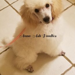 Poodle Puppies from Anna-Ash Poodles