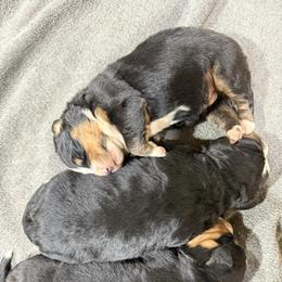 Boy 2 - Black rust and white male Bernese Mountain Dog puppy in Nebraska from Diamond U Berners