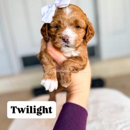 Twilight - Buff and white female Cockapoo puppy in West Haven, Utah from Split Mountain Doodles