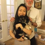 Tibetan Spaniel Puppies from Tina-Rie Tibetan Spaniels