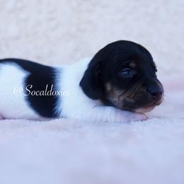 Aaron - Black and tan male Dachshund puppy in Apple Valley, California from Socaldoxies