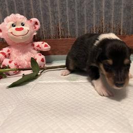Collie Puppies from A/K Rough Collies