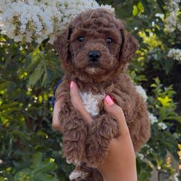 Clem - Apricot male Assorted Doodle Crosses puppy in Yuba City, California from Lucky Day Doodles
