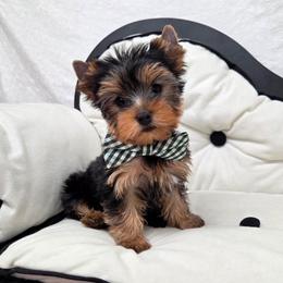 CoCo - Blue and gold male Yorkshire Terrier puppy in Monticello, Iowa from Ashley’s Puppies