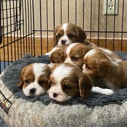 Girl 2 - Blenheim female Cavalier King Charles Spaniel puppy in Anderson, California from Norcal Cavaliers of Northern California