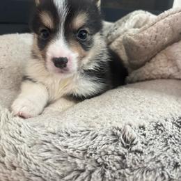 Simba - Black and tan male Pembroke Welsh Corgi puppy in Washington from KB Corgis