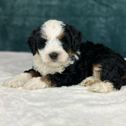 Titan - Tri-color male Bernedoodle puppy in Sugarcreek, Ohio from Cuddly Companion Doodles