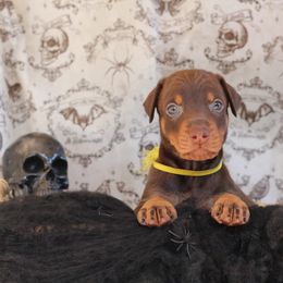 Girl 2 - Red and rust female Doberman Pinscher puppy in Williamston, Sc, South Carolina from Dutton Dog Co & Dalla Grazia Doberman