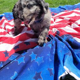 Aussiedoodle and Poodle Puppies from Waterford Doodle Farm
