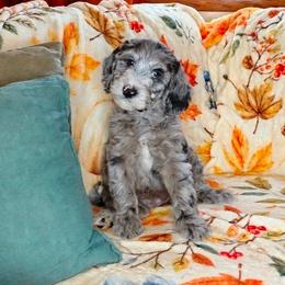Spice - Blue merle female Sheepadoodle puppy in Austin, Texas from Darling Doodles