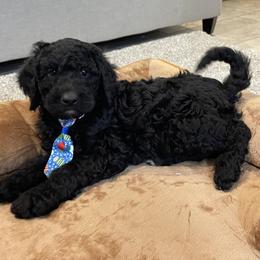Coco - Black male Goldendoodle puppy in Sugarcreek, Ohio from True Hearted Doodles