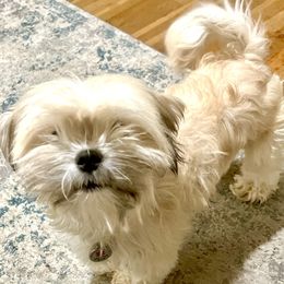 Myrtle - Lhasa Apso