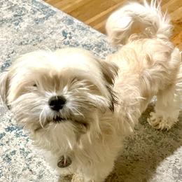 Myrtle - Lhasa Apso