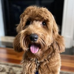 Australian Labradoodles from His Fame Australian Labradoodles