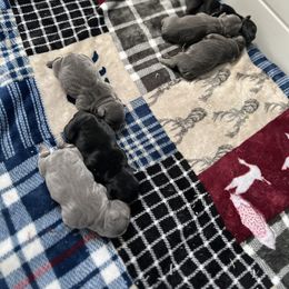 French Bulldog Puppies from K&J Frenchies