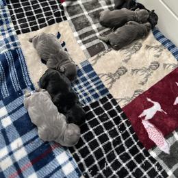 French Bulldog Puppies from K&J Frenchies