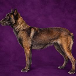 Latanya - Belgian Malinois
