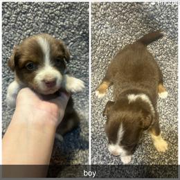 Jesse - Red tri male Miniature Australian Shepherd puppy in Granby, Missouri from Macks Mini Aussies