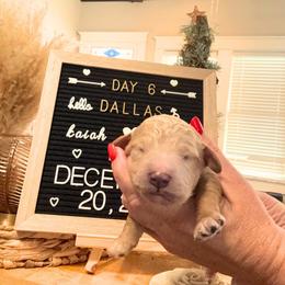 Dallas - Apricot male Goldendoodle puppy in Lake Charles, Louisiana from Perfect Fit Poodles & Doodles