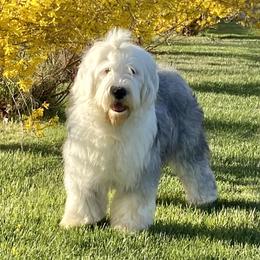 SKY - Old English Sheepdog
