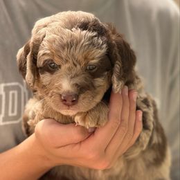 Philadelphia Roll (Phil) - Red merle male Aussiedoodle puppy in Chattanooga, Tennessee from Leafy Acre Mini Farm