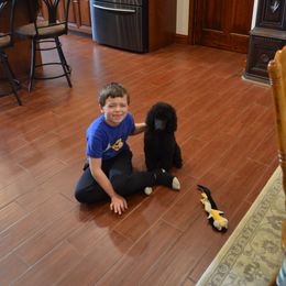 Poodle Puppies from D and D Standard Poodles