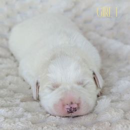 Yellow Collar - White female Great Pyrenees puppy in Yakima, Washington from Naches Heights Ranch